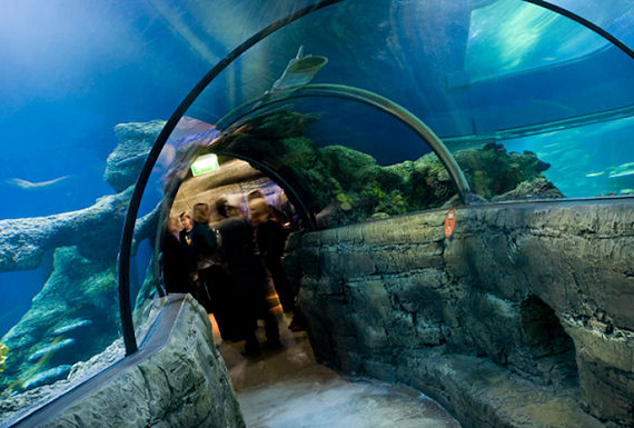 London Aquarium